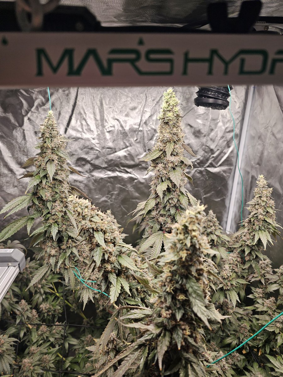 Mars Hydro | Since 2009 tweet media