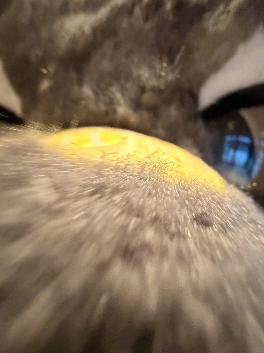 はいしぃ tweet media