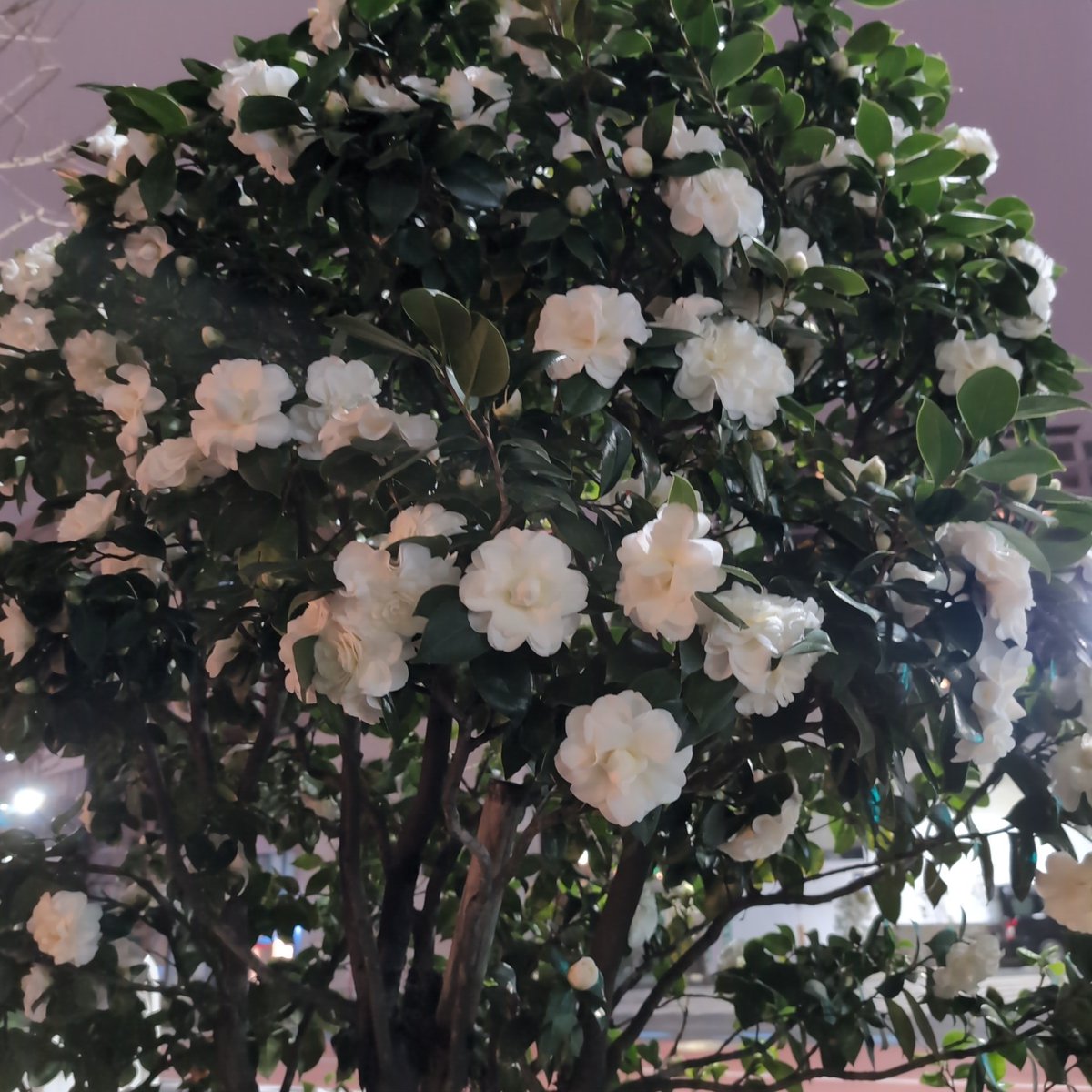 YukioMaeda tweet media