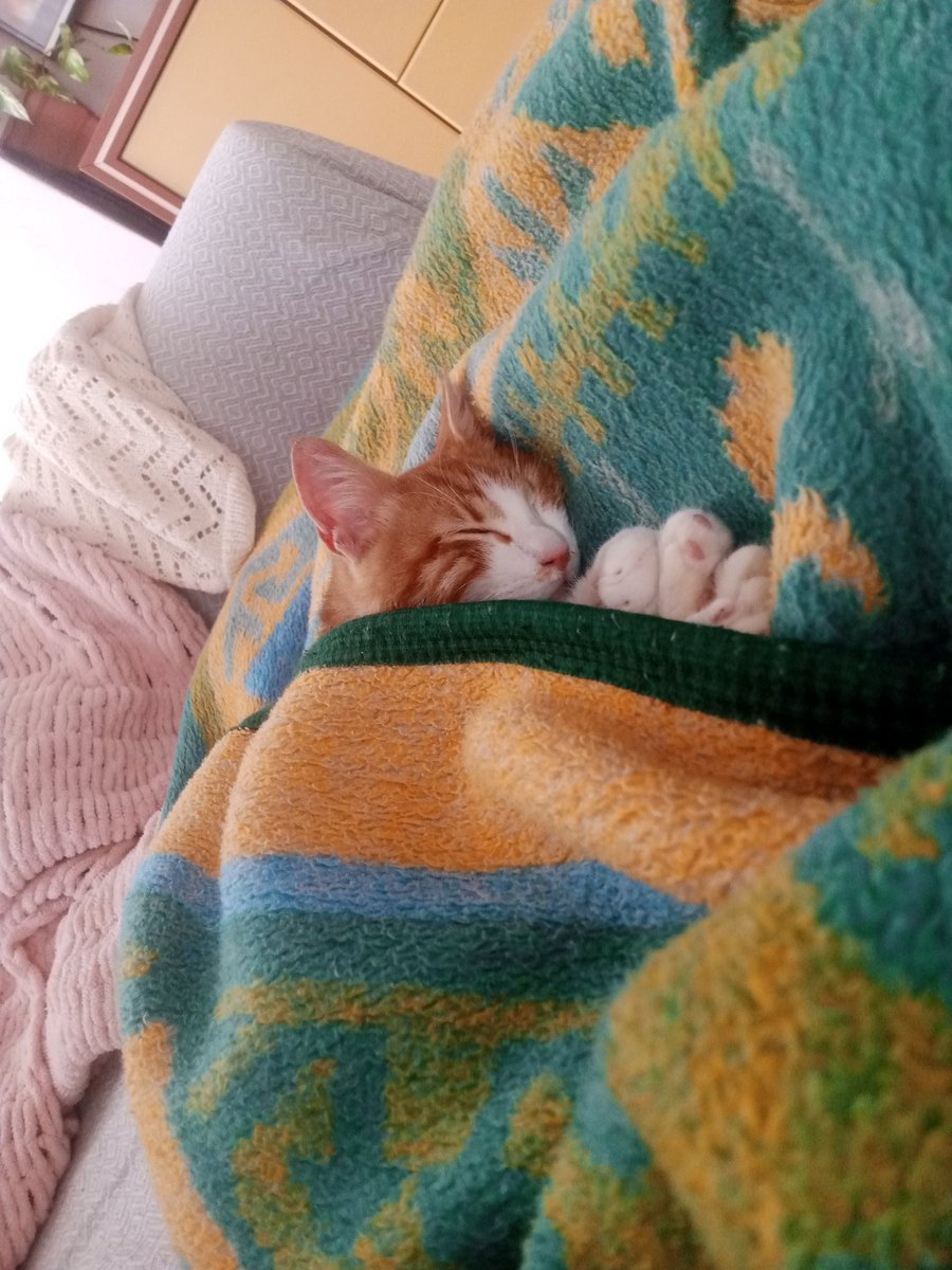 sokağa dönmesin lütfen aşağıdaki ilanları paylaşın