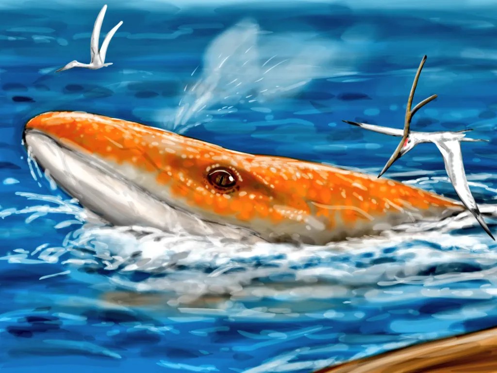 S・アメフクラサウラ・animals tweet media