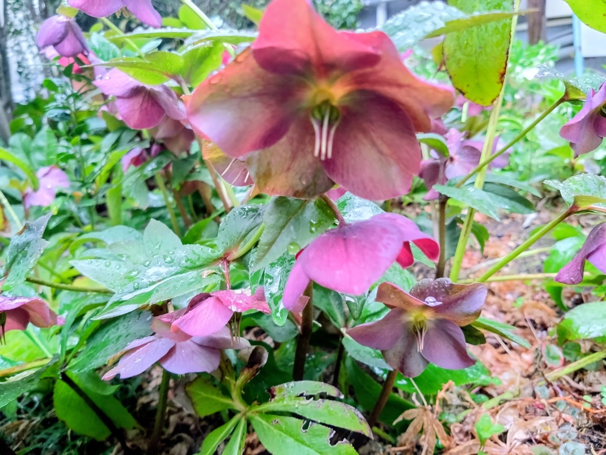 sougyokutei's tweet photo. 【今日の花】クリスマスローズ。春分の三鷹より。#CristmasRose #Flower #tokyo #Japan #plants #SpringEquinoxDay https://t.co/z4hokhhSBA