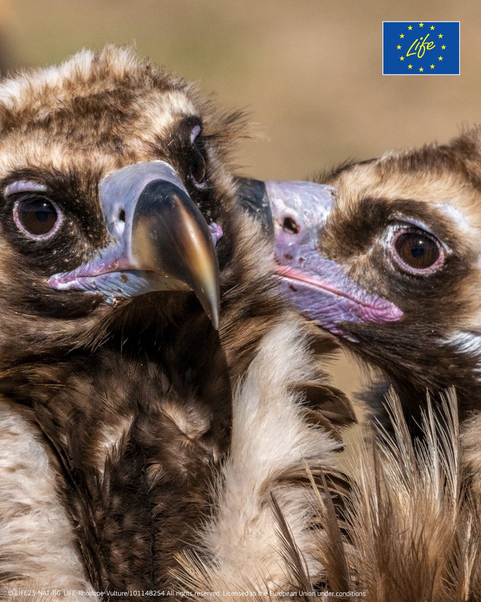 LIFE Programme tweet media