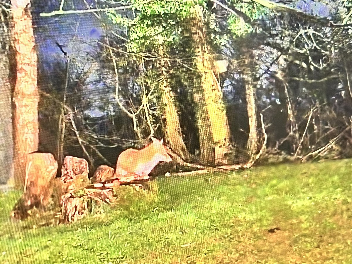 Mr Lumpy & Friends tweet media