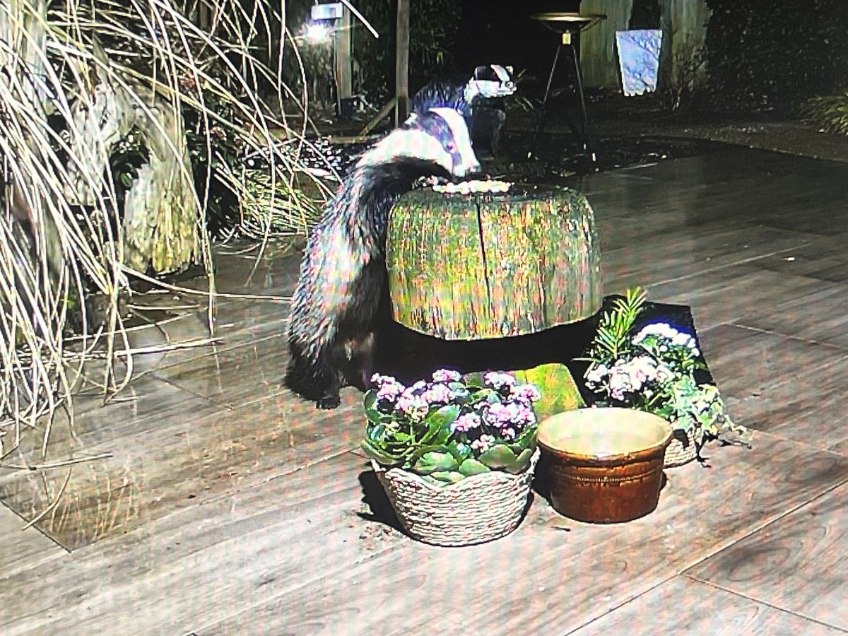 Mr Lumpy & Friends tweet media