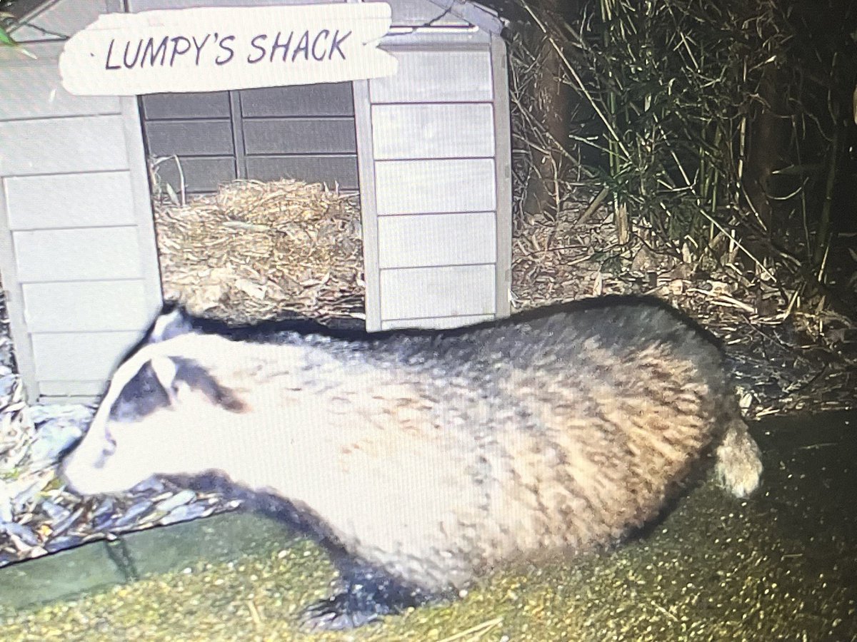 Mr Lumpy & Friends tweet media