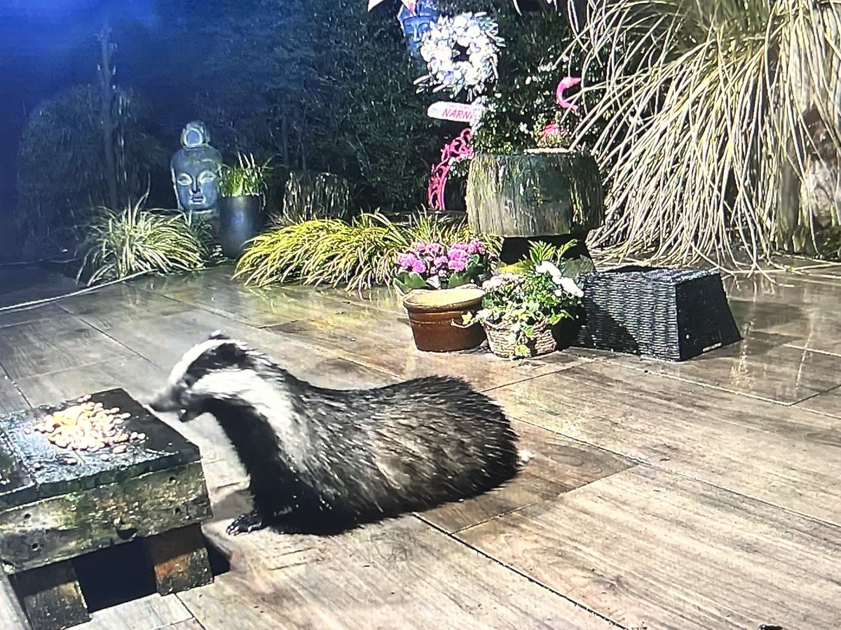 Mr Lumpy & Friends tweet media