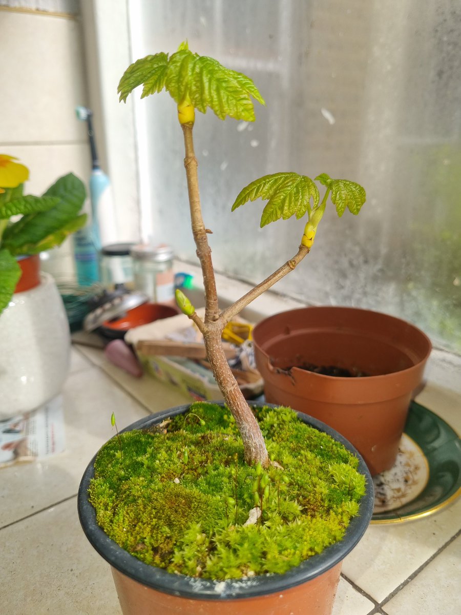 xander.tez tweet media