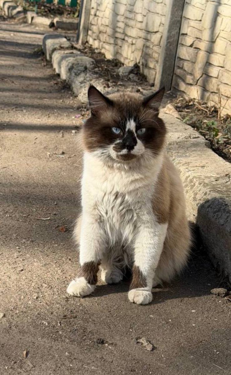 Доброхвост - благотворительный проект tweet media