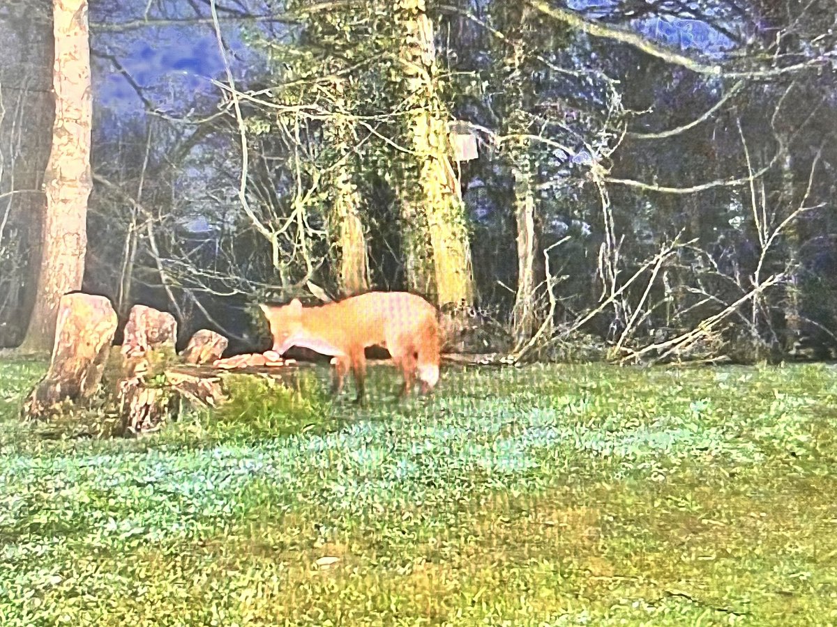 Mr Lumpy & Friends tweet media