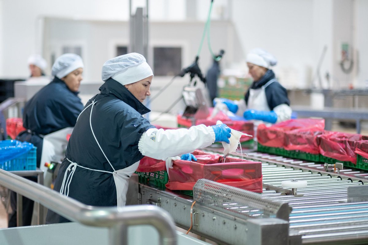 Industrias Pesqueras tweet media