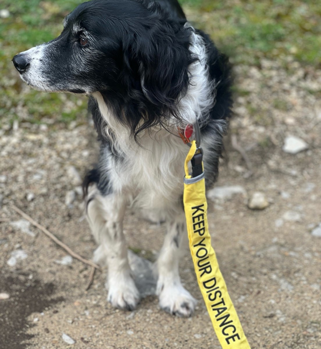 K9 Trail Time tweet media