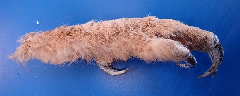 Subdelegación del Gobierno en Soria tweet media