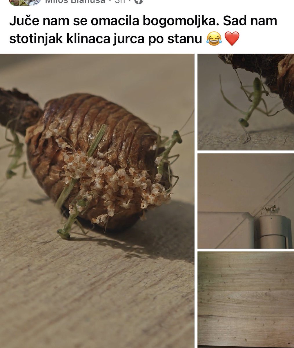 Pustinjska Macka tweet media