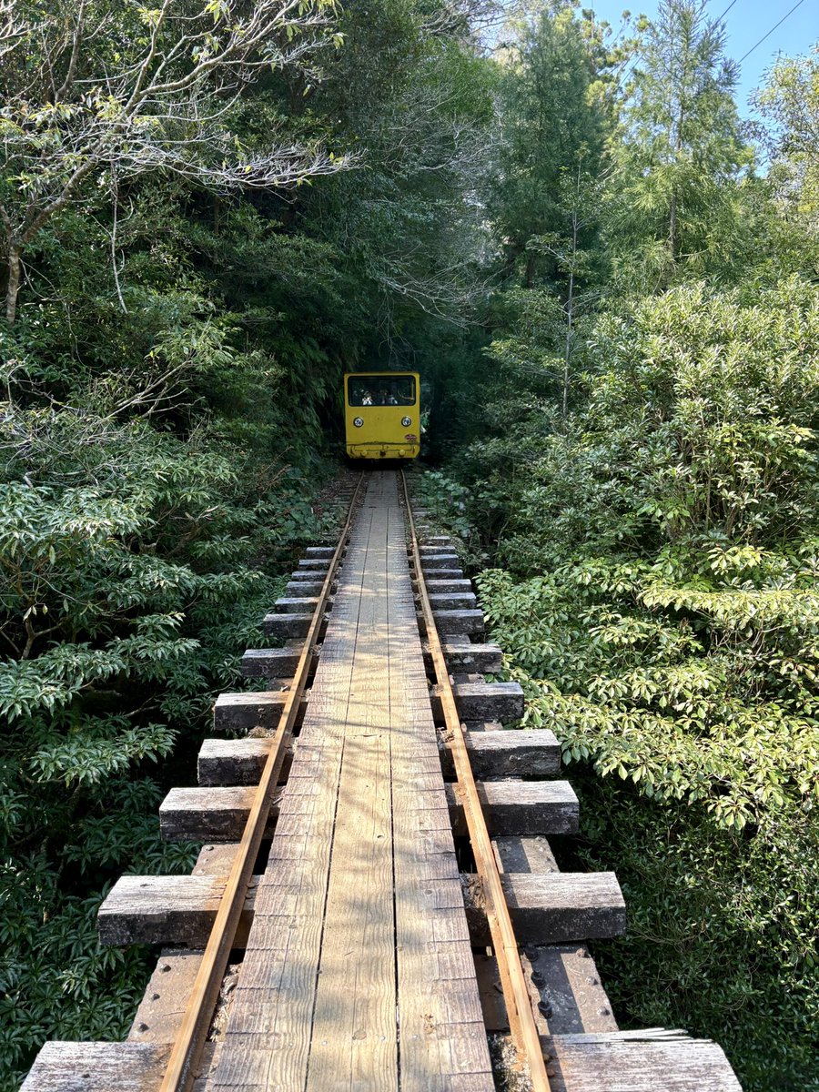 braban1Yk's tweet photo. 往復9時間かけて縄文杉見てきた。登山道がスタンドバイミーすぎる。 https://t.co/na9uzW3HEm