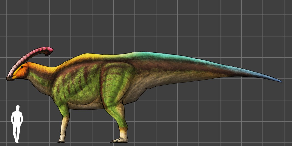 Pennacot's tweet image. Parasaurolophus cyrtocristatus  

#paleo #paleoart #dinosaur #parasaurolophus
