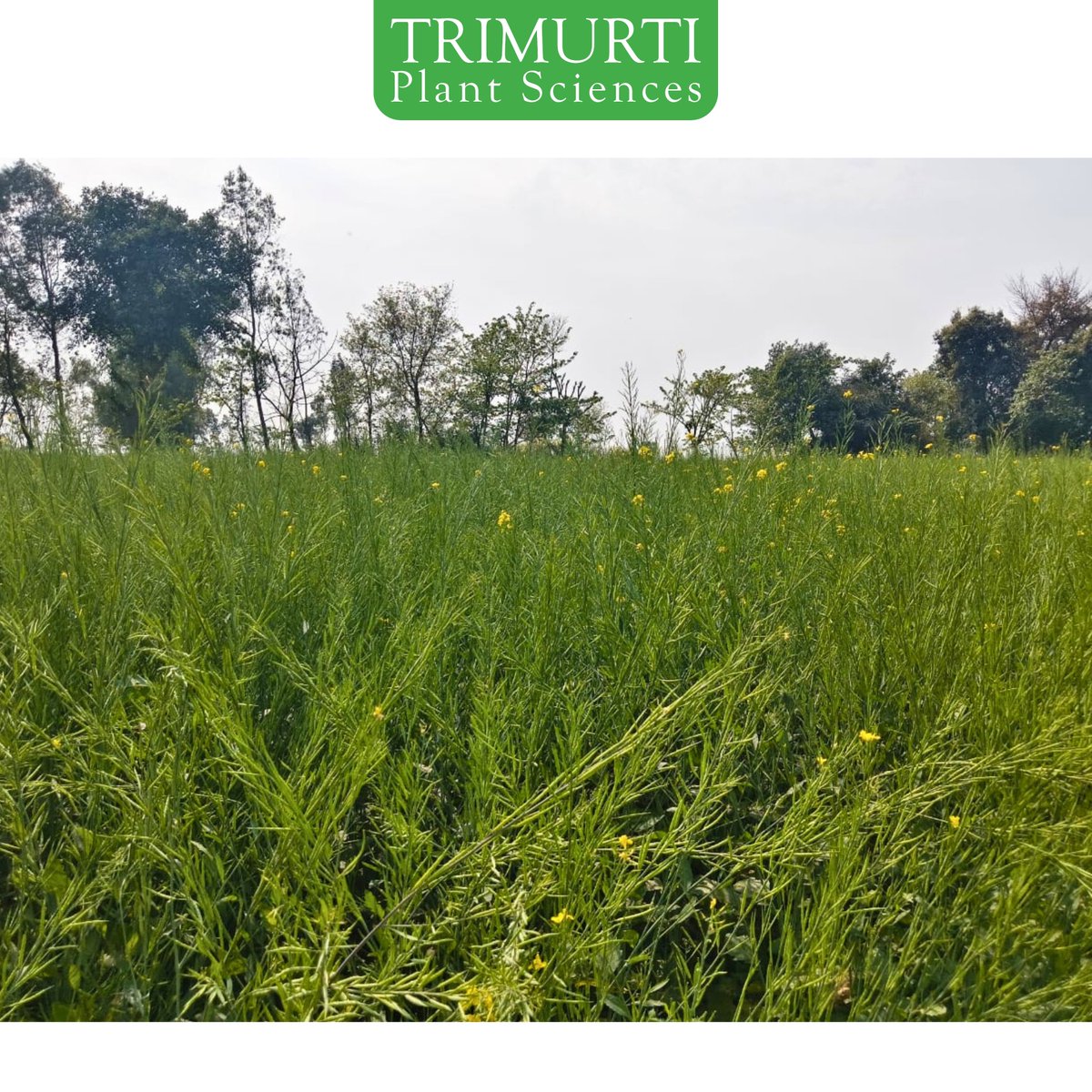 उच्च उपज देने वाली पीली सरसों – त्रिमूर्ति TMMD-2904

✅ मध्यम परिपक्वता अवधि: 115–120 दिन
✅ पौधे की ऊँचाई: 140–150 से.मी.
✅ मुख्य प्ररोह की लंबाई: 50–60 से.मी.
✅ प्रति फली 14–16 मोटे पीले दाने
✅ तेल प्रतिशत: लगभग 42% 🛢️

संपर्क करें:9959097764