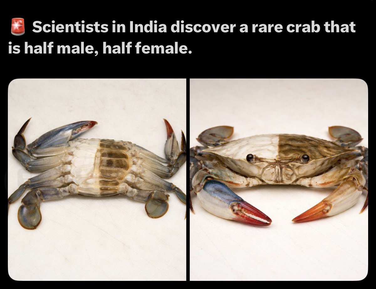 Daniel Lismore tweet media