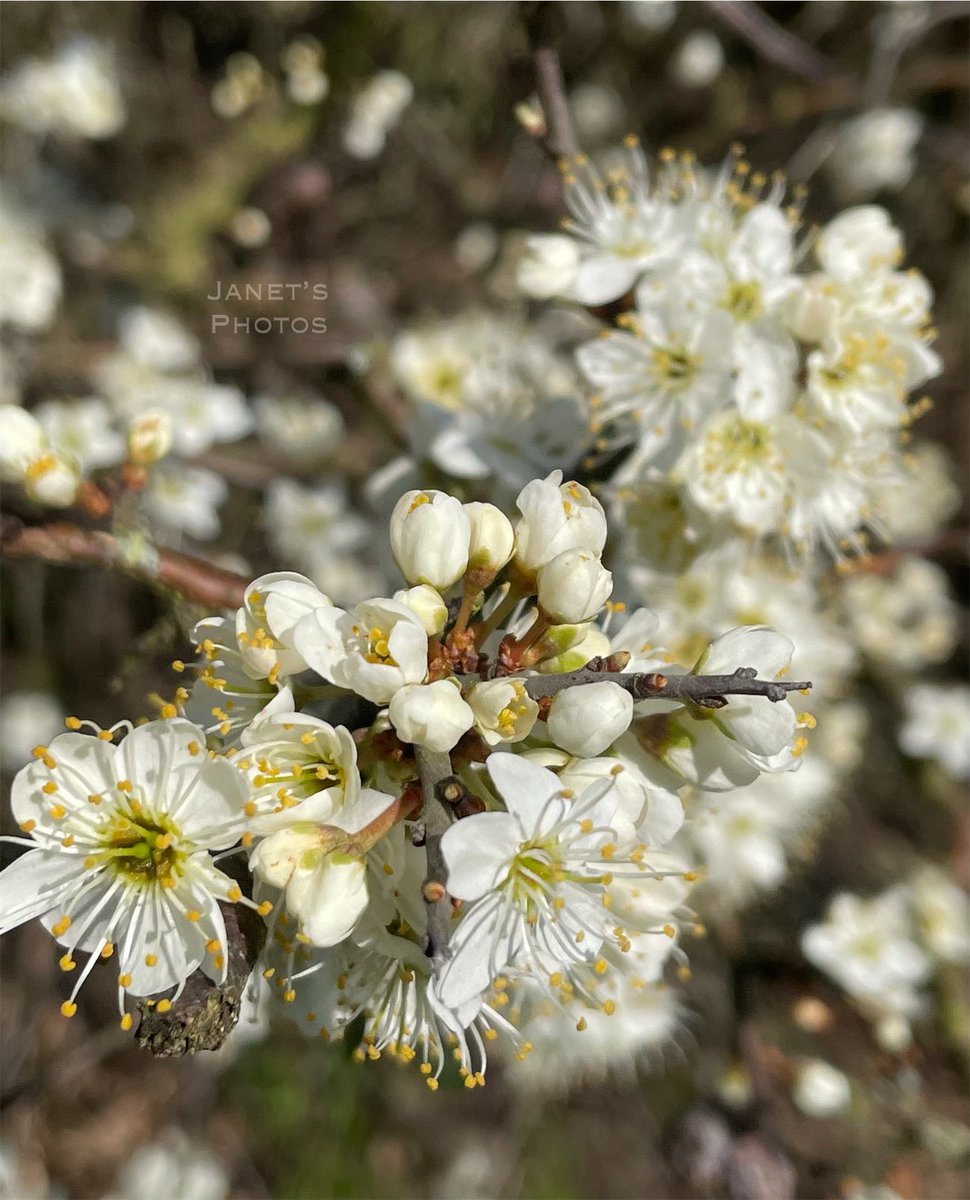 shypixie76's tweet image. Blackthorn in full blossom 🤍🌿
It’s a bit more overcast this morning compared to yesterday, the sun will hopefully be making an appearance again today. Have a wonderful Friday everyone.
#BlossomWatch #FlowersOnFriday
#Wildflowers #FlowerPhotography
@wildflower_hour @BSBIbotany