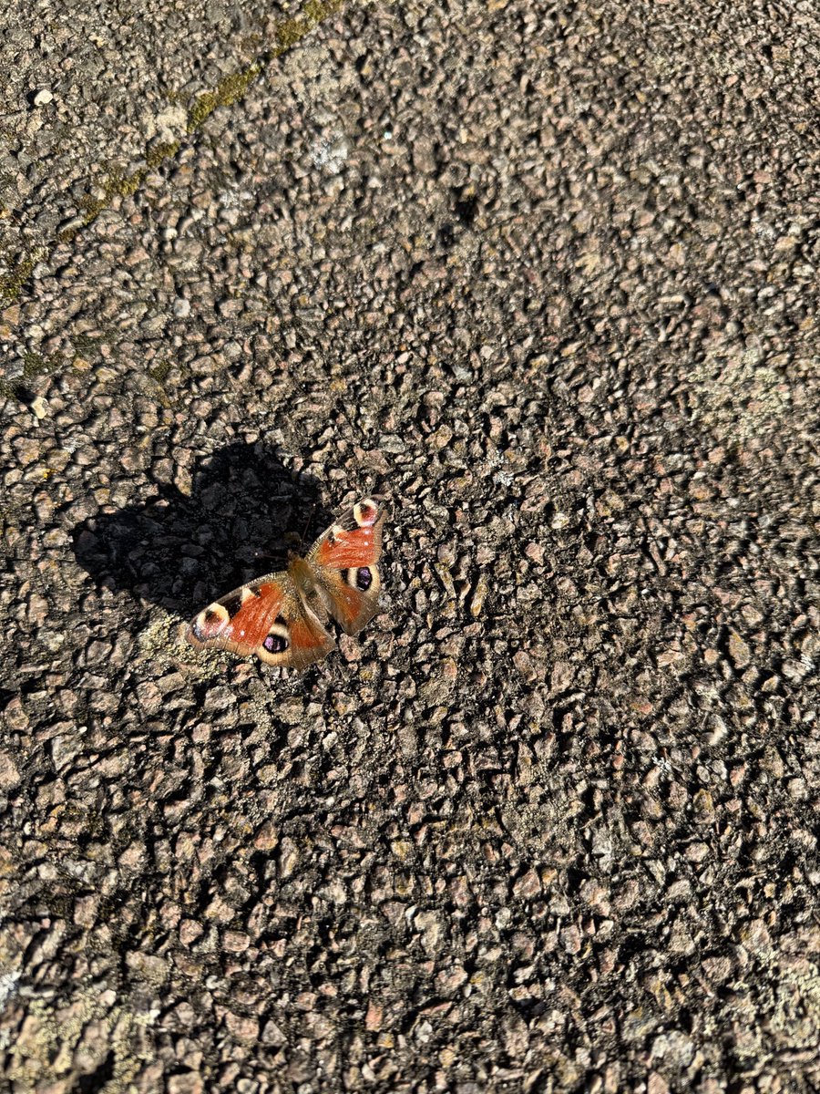 شنسب پکتیک tweet media