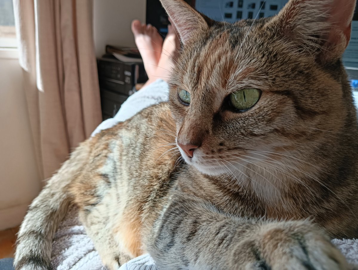 diva ex machina tweet media