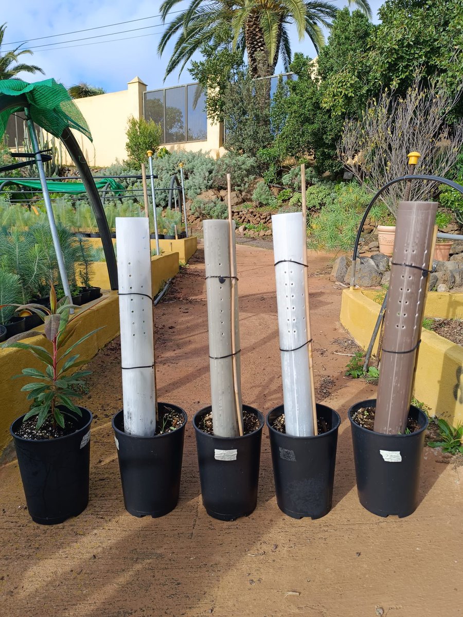 Vanessa Luis tweet media