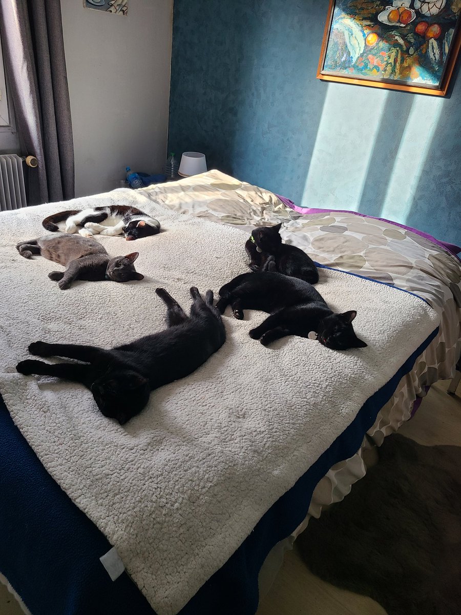 Iris 1164 tweet media