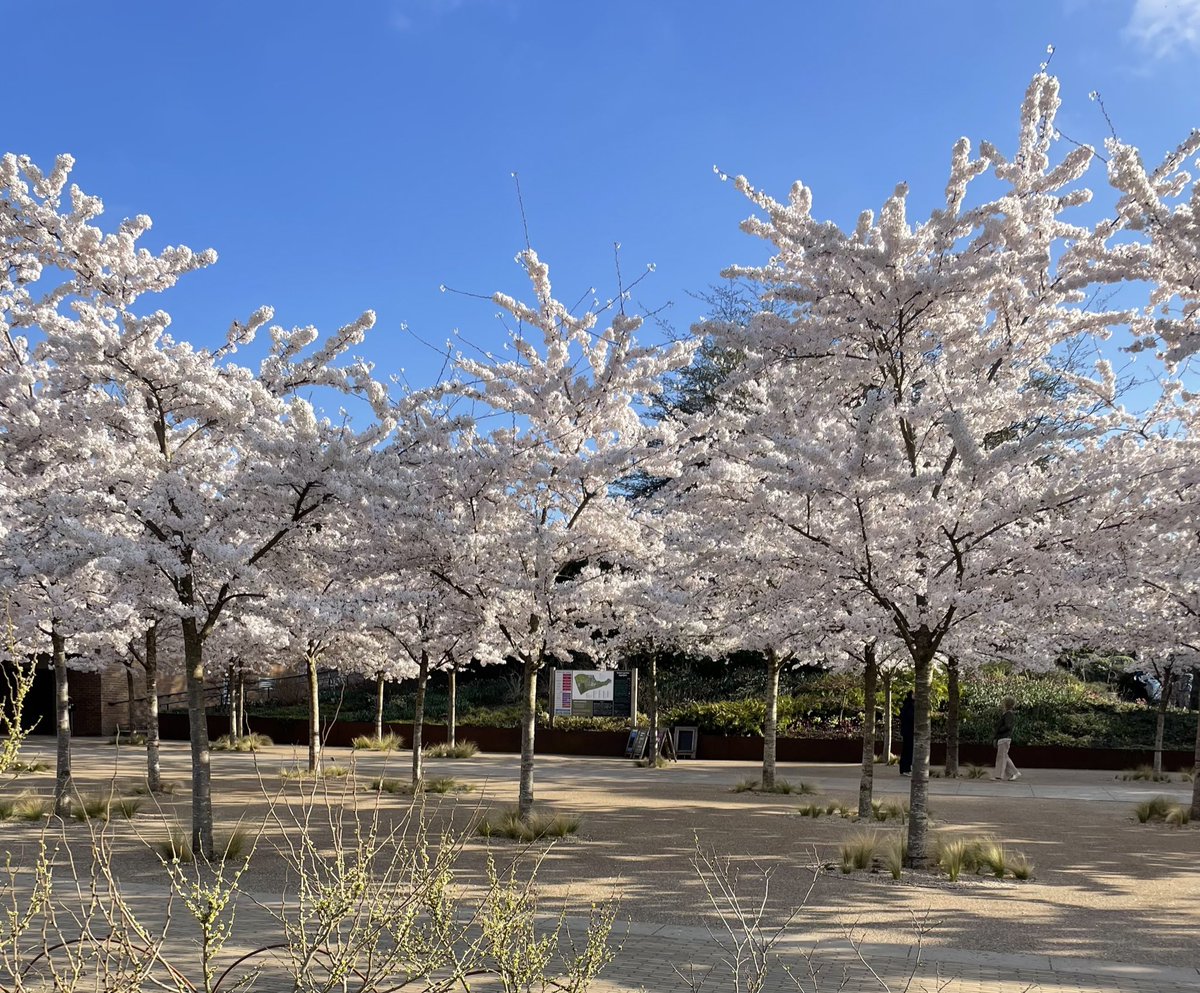 🌹rosesuk tweet media