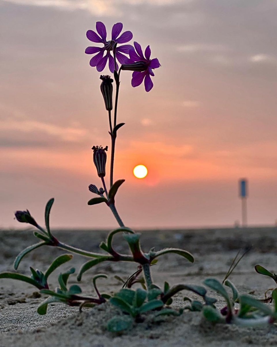 YourAbruzzo's tweet image. A #VastoMarina il #mare e la luce ricordano che la bellezza è un attimo, fragile e prezioso come un soffio!
📸IG lory_mar1412
#viaggioinabruzzo #abruzzo #abruzzoturismo