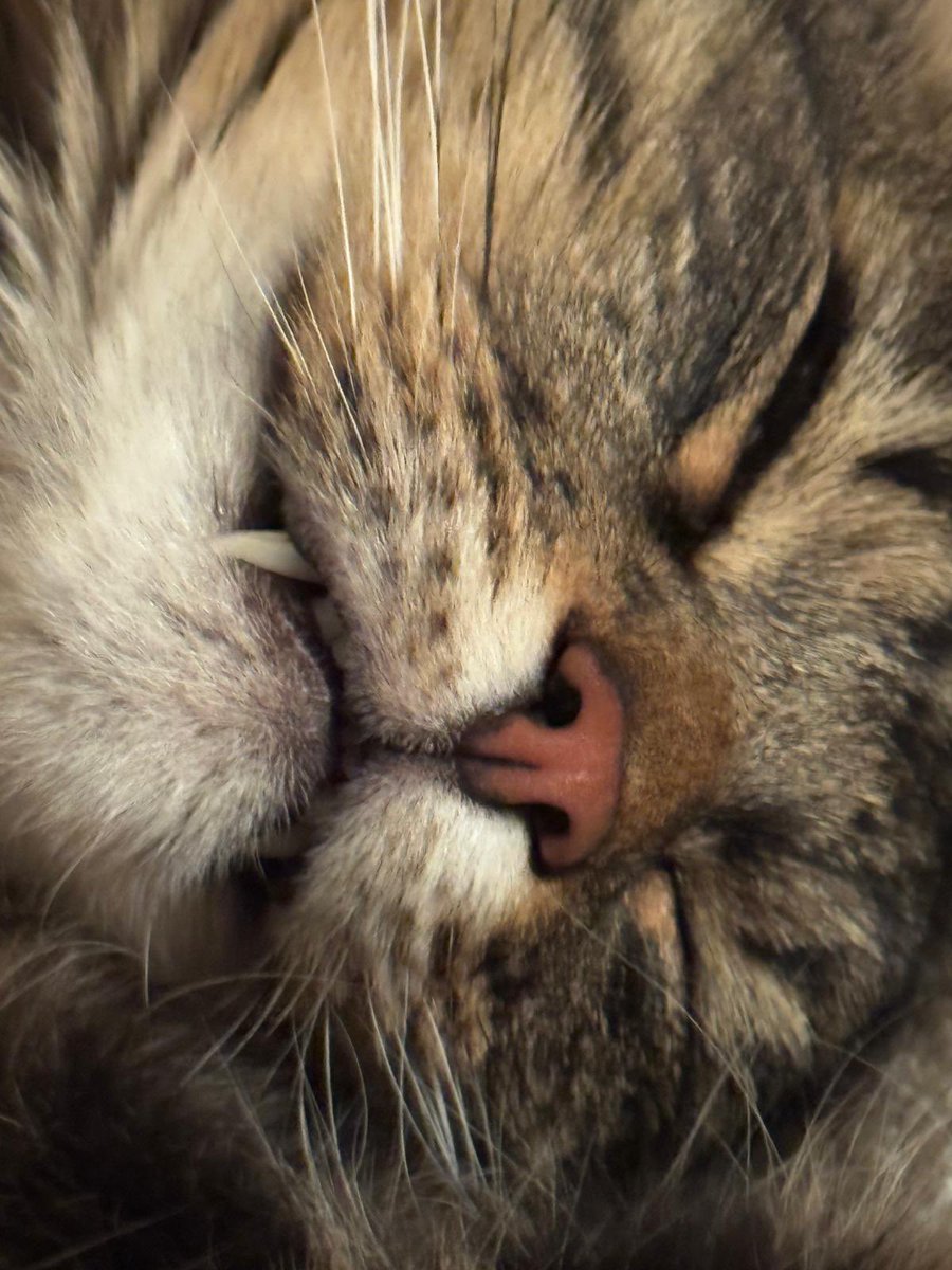 Kaķu karatiesa tweet media