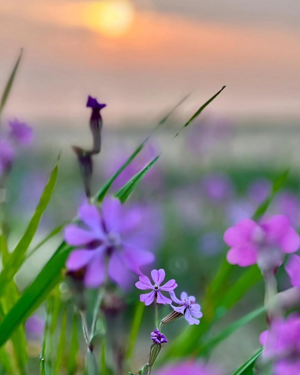 YourAbruzzo's tweet image. A #VastoMarina il #mare e la luce ricordano che la bellezza è un attimo, fragile e prezioso come un soffio!
📸IG lory_mar1412
#viaggioinabruzzo #abruzzo #abruzzoturismo