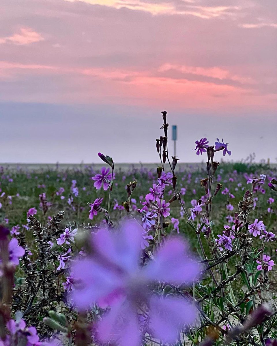YourAbruzzo's tweet image. A #VastoMarina il #mare e la luce ricordano che la bellezza è un attimo, fragile e prezioso come un soffio!
📸IG lory_mar1412
#viaggioinabruzzo #abruzzo #abruzzoturismo