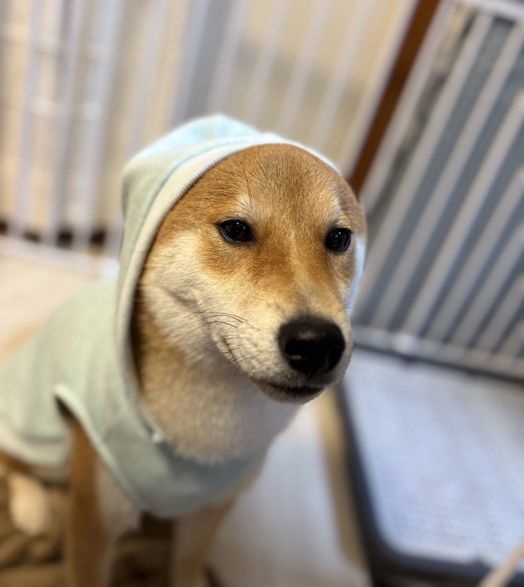 びわのすけ tweet media