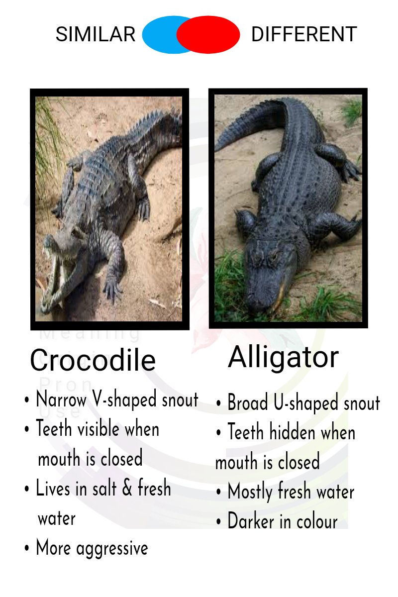 Words, Origin, Pronunciation and Use tweet media