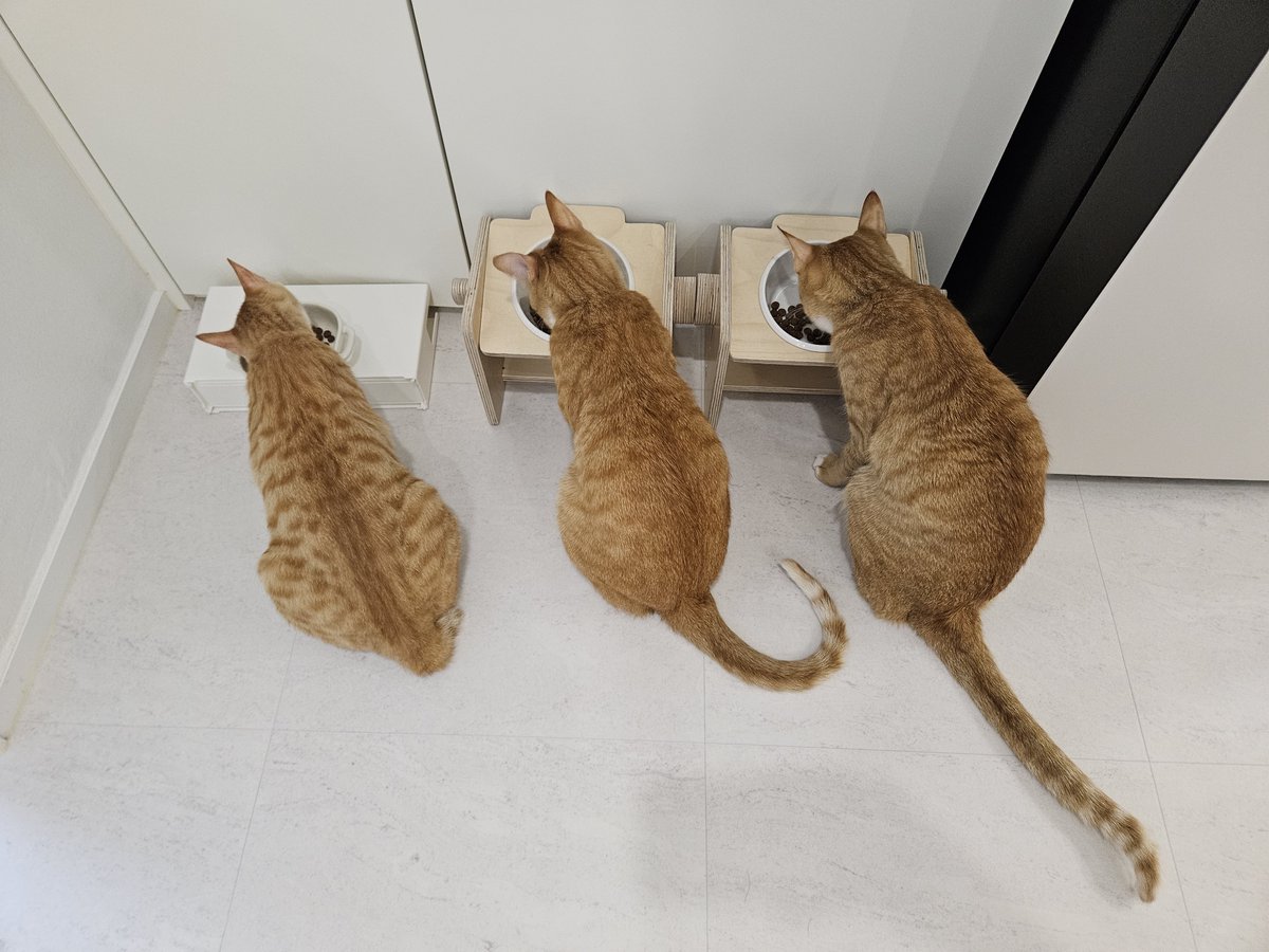 🩷동동이 가족찾아요🩷 tweet media