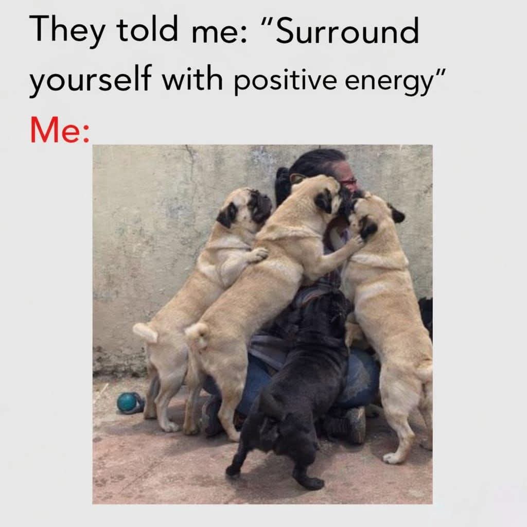 Pug Lover Community tweet media