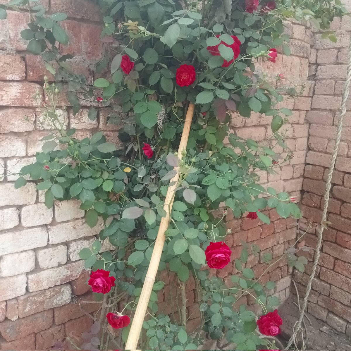 Jumma Mubarak Everyone 

Do you guys like Red Roses 🌹?