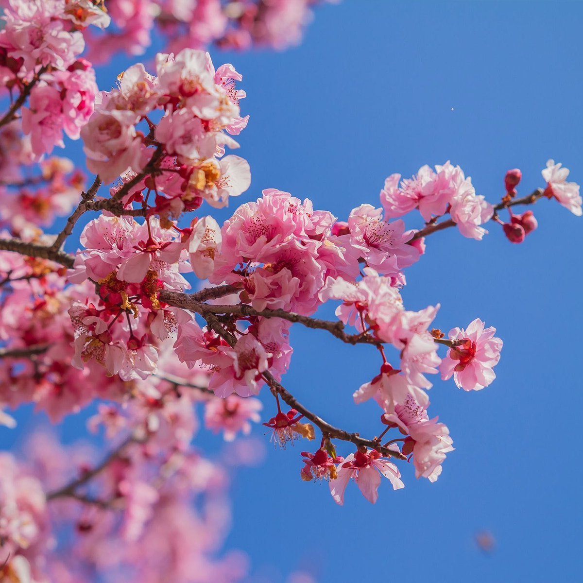 Astronomik olarak bugün 17:45'te ilkbahar başlayacak.
