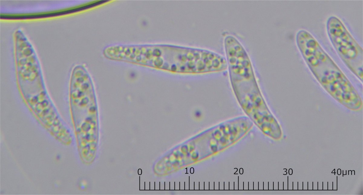 がんもどき tweet media