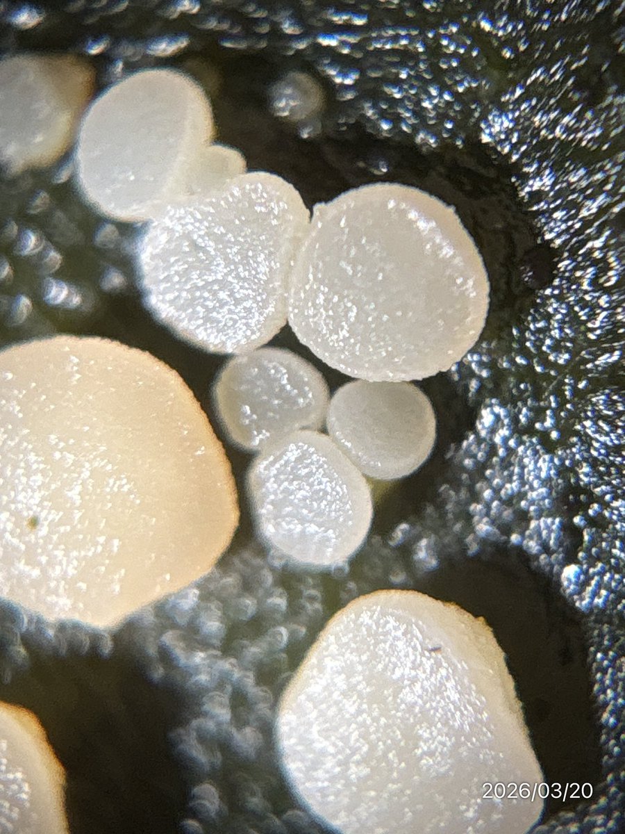 がんもどき tweet media