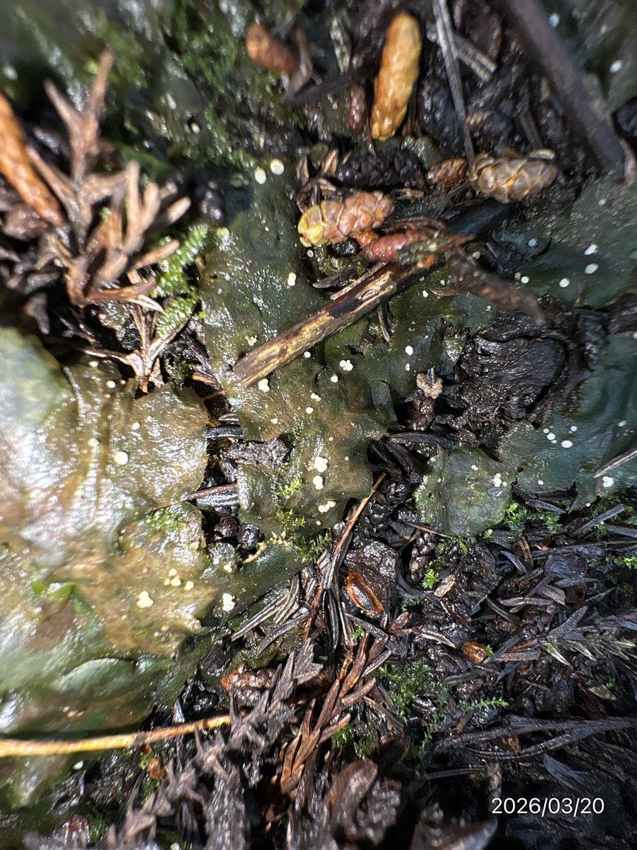 がんもどき tweet media