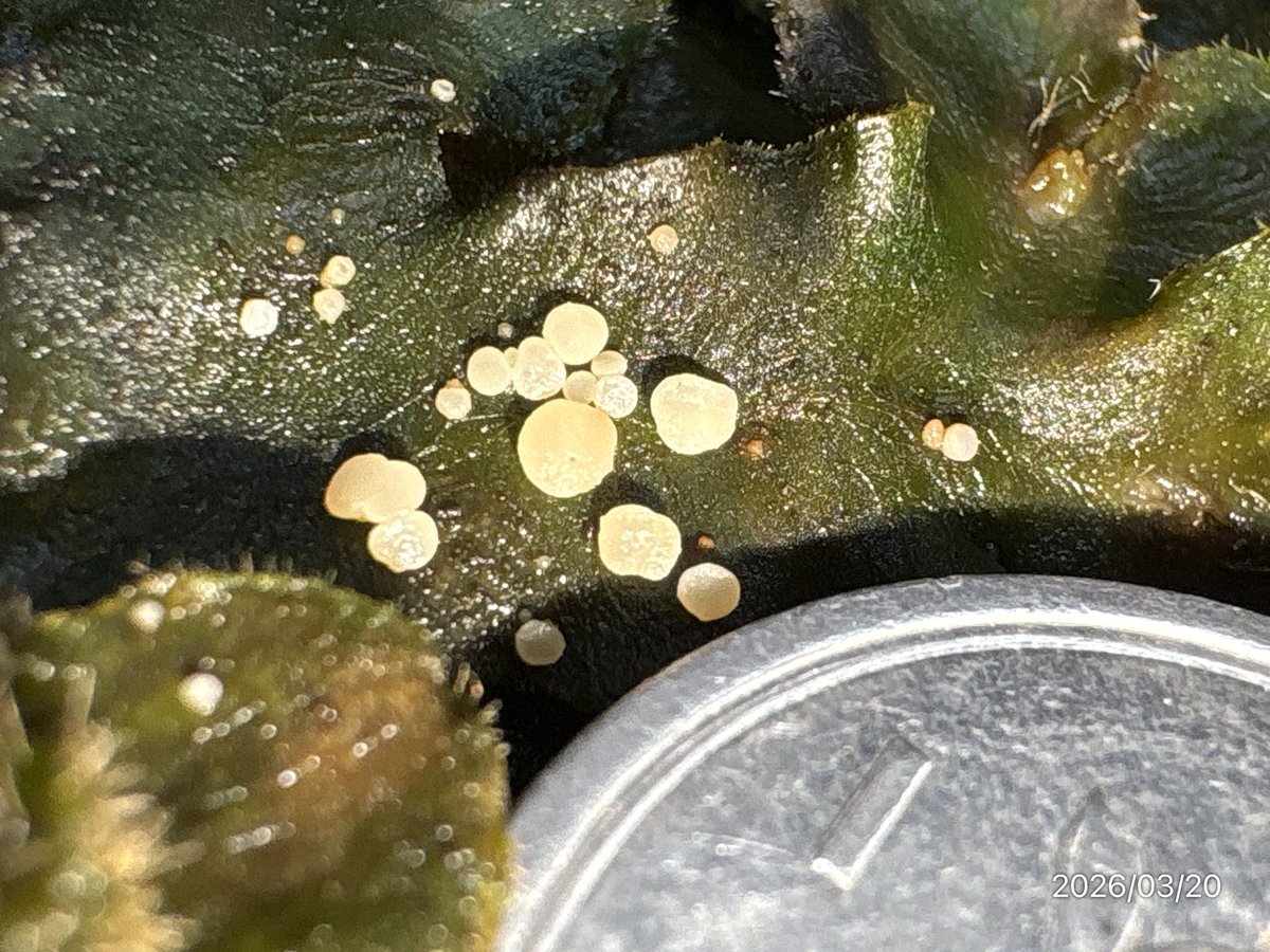 がんもどき tweet media