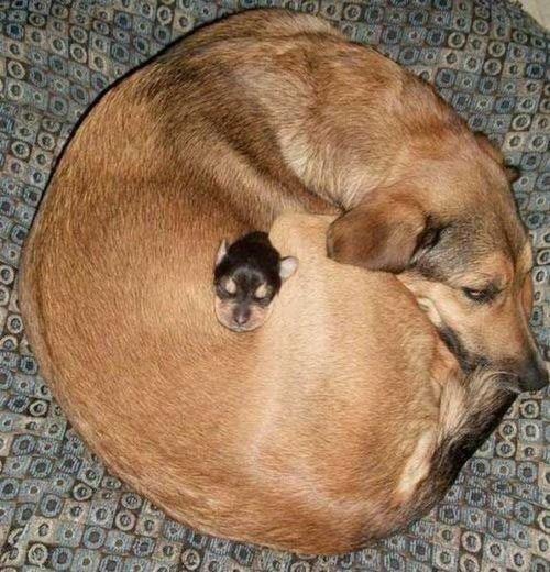 everything dogs 🐶 tweet media