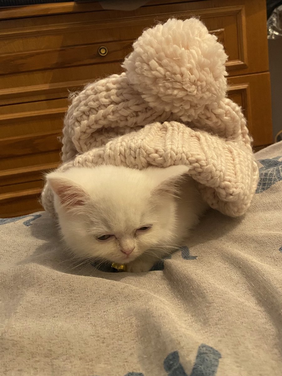 silemsitoy's tweet photo. kötü çocuk sokakta ve taktı beresini https://t.co/CbRTJCCtxQ