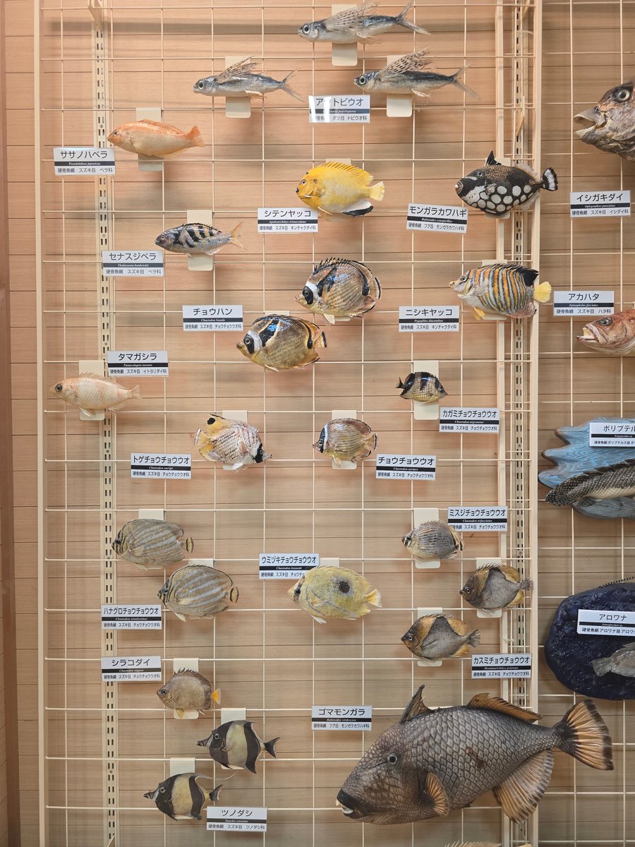 【Special Price】 双頭人魚の剥製展示箱 剥製展示でこんなに魚の展示あるのも珍しい気が😳