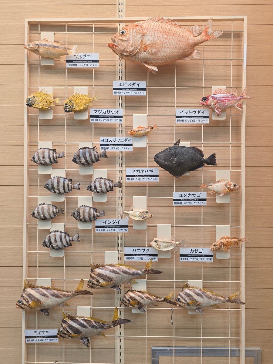 剥製展示でこんなに魚の展示あるのも珍しい気が😳