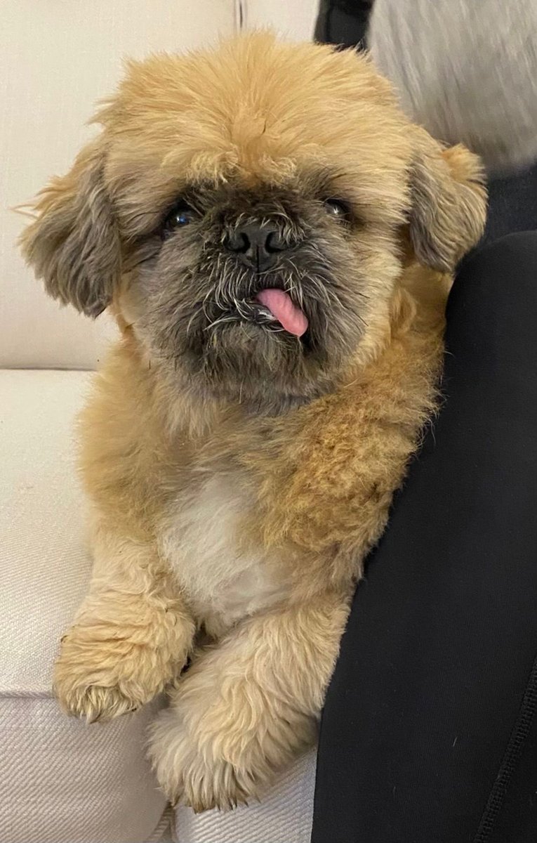 Michelle Collins tweet media