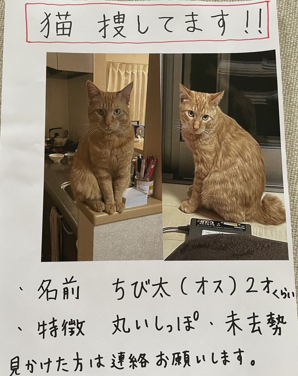 ONCHYU's tweet photo. 拡散希望です
友人の猫ちゃんが3/10頃から行方不明になってしまい探しています。
茨城県牛久市です。似たような猫ちゃんを見かけたら出来れば写真を撮って連絡していただけるととてもありがたいです。
よろしくお願いします！！！ https://t.co/rUz9BG4o9s