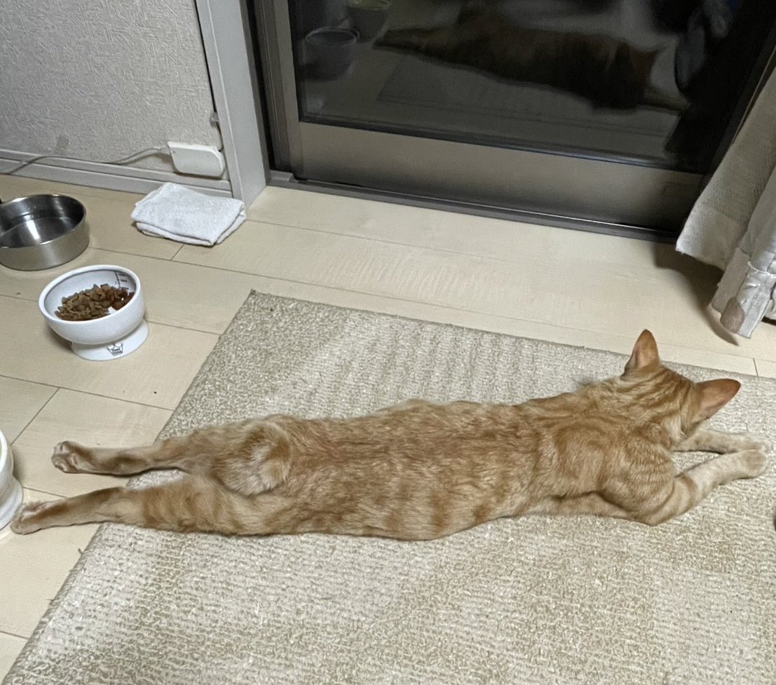 ONCHYU's tweet photo. 拡散希望です
友人の猫ちゃんが3/10頃から行方不明になってしまい探しています。
茨城県牛久市です。似たような猫ちゃんを見かけたら出来れば写真を撮って連絡していただけるととてもありがたいです。
よろしくお願いします！！！ https://t.co/rUz9BG4o9s