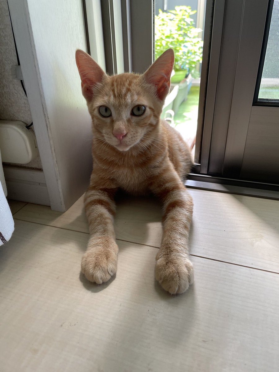 ONCHYU's tweet photo. 拡散希望です
友人の猫ちゃんが3/10頃から行方不明になってしまい探しています。
茨城県牛久市です。似たような猫ちゃんを見かけたら出来れば写真を撮って連絡していただけるととてもありがたいです。
よろしくお願いします！！！ https://t.co/rUz9BG4o9s